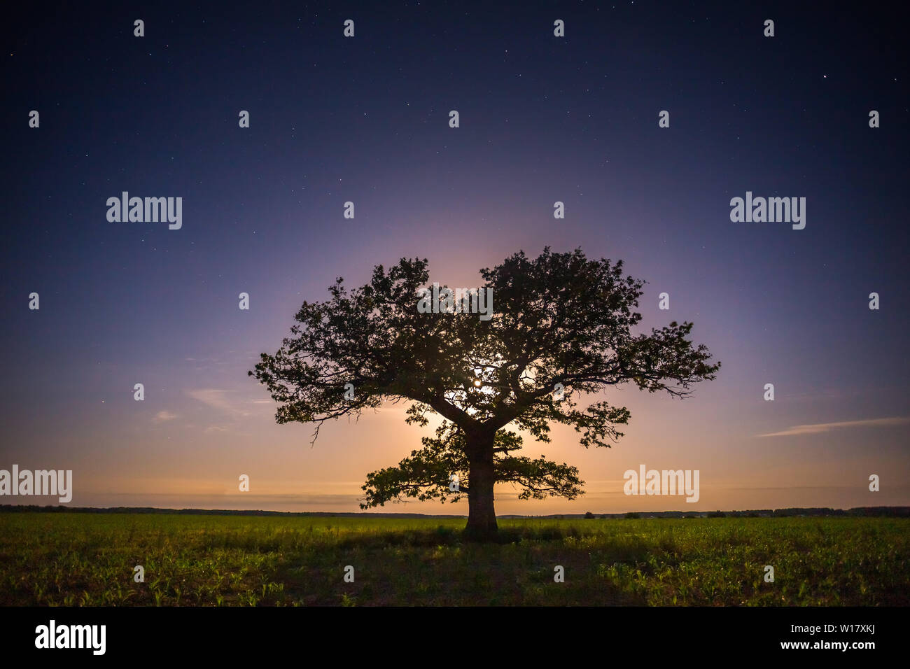 Old oak tree in the night sky with the moon Stock Photo - Alamy