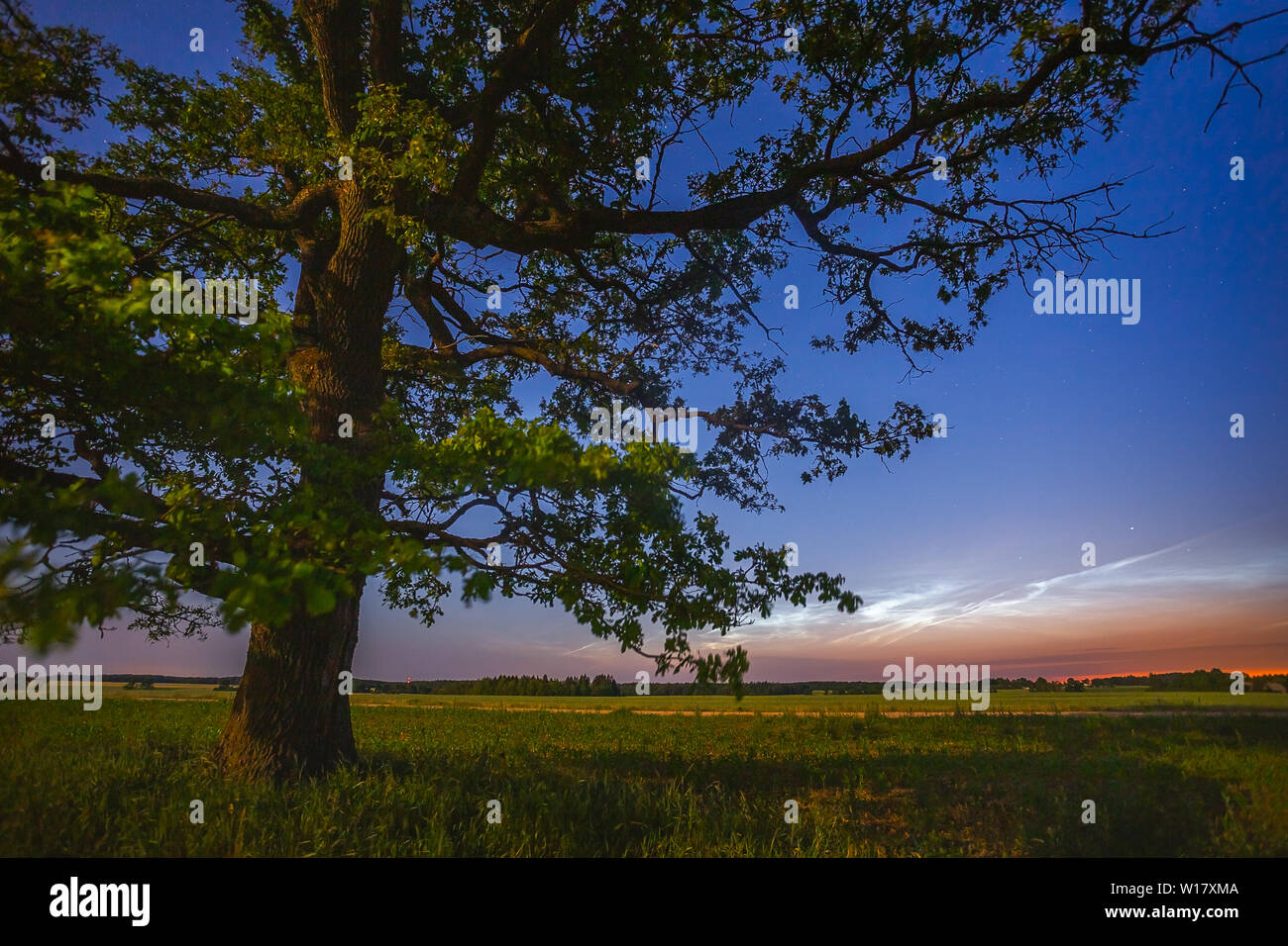Old oak tree in the night sky with noctilucent clouds Stock Photo - Alamy