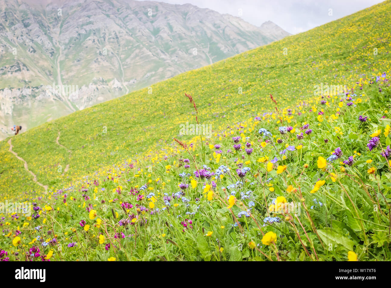 Flowers blooming in alpine meadows in Kashmir during summer season. Stock Photo