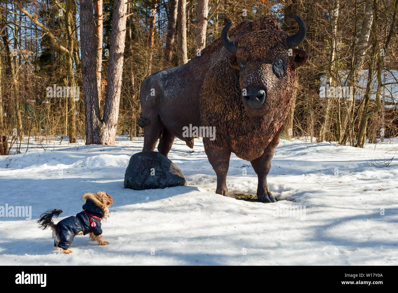 Moscow district, Russia - March 25 2019: Sculpture bison and Yorkshire Terrier puppy in Prioksko-Terassnom reserve in the winter forest. It is an isla Stock Photo