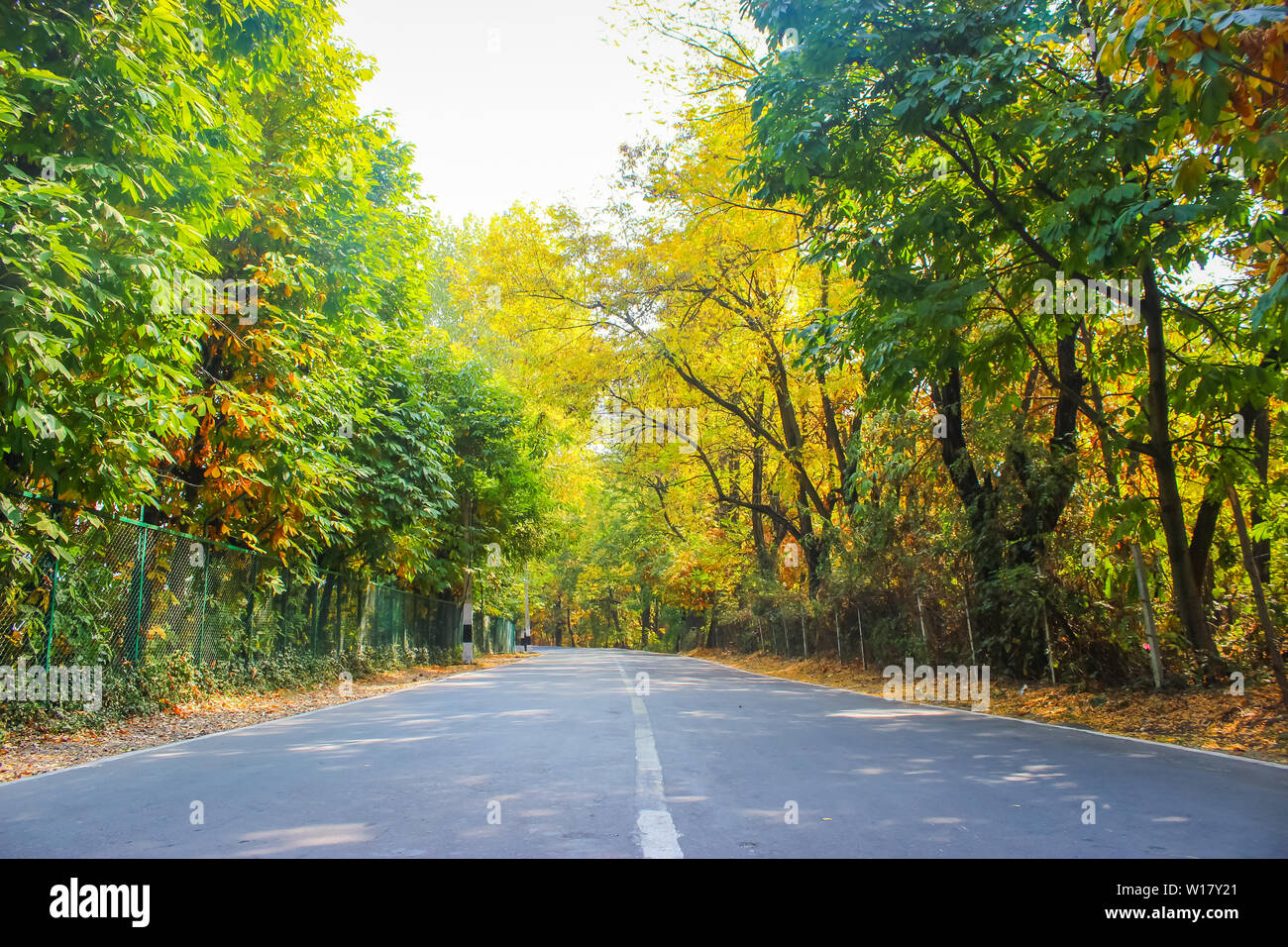 A beautiful wide road passing through the forest with autumn colours in Srinagar, Kashmir Stock Photo