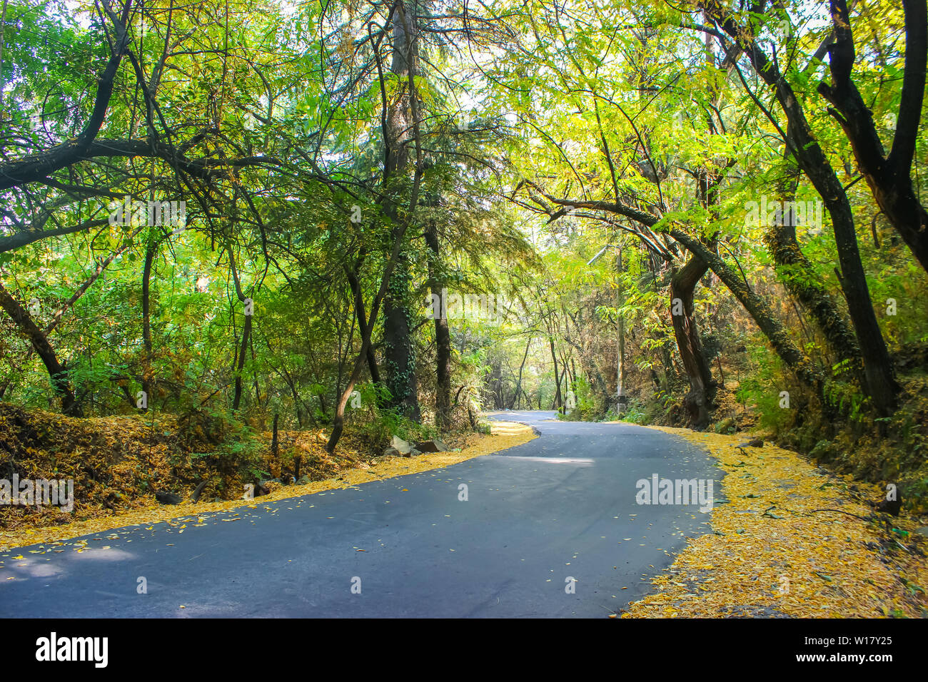 A beautiful wide road passing through the forest with autumn colours in Kashmir Stock Photo