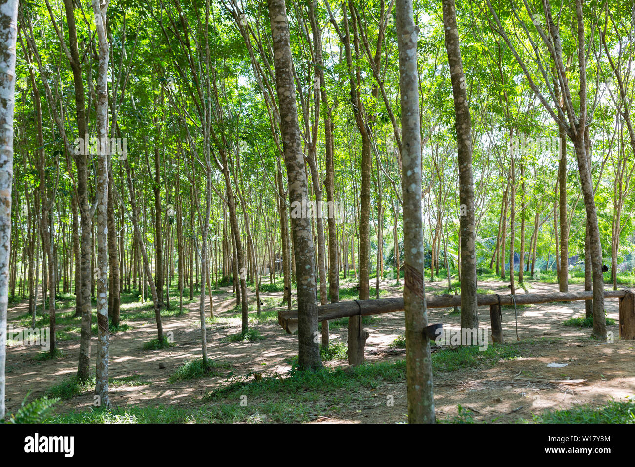 Tree tunnel in rubber plantation, Phuket, Thailand. Way through garden