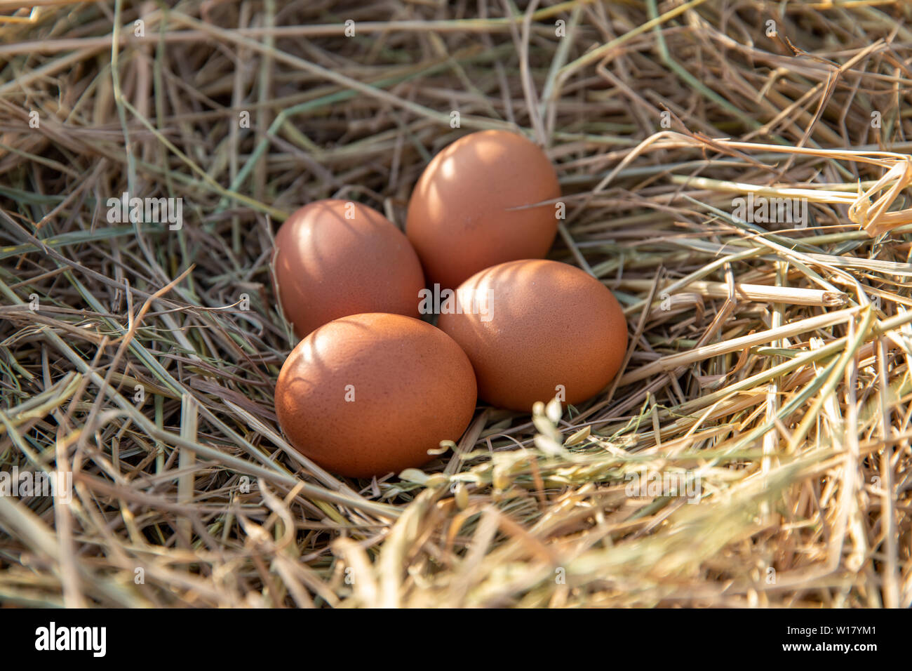 Chicken eggs in a chicken nest on rice straw Stock Photo - Alamy