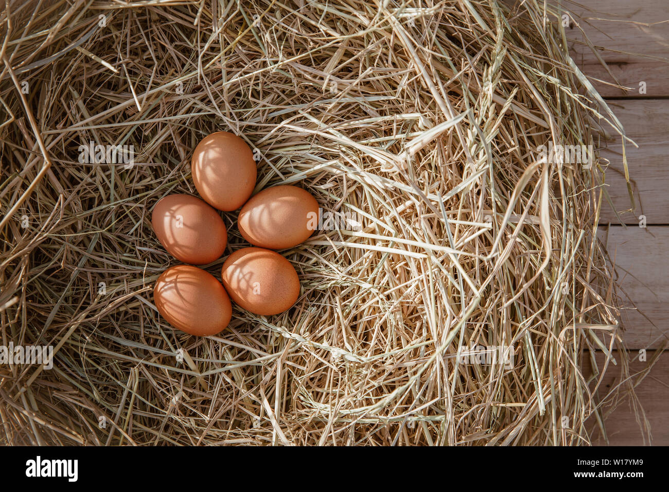 Chicken eggs in a chicken nest on rice straw Stock Photo - Alamy