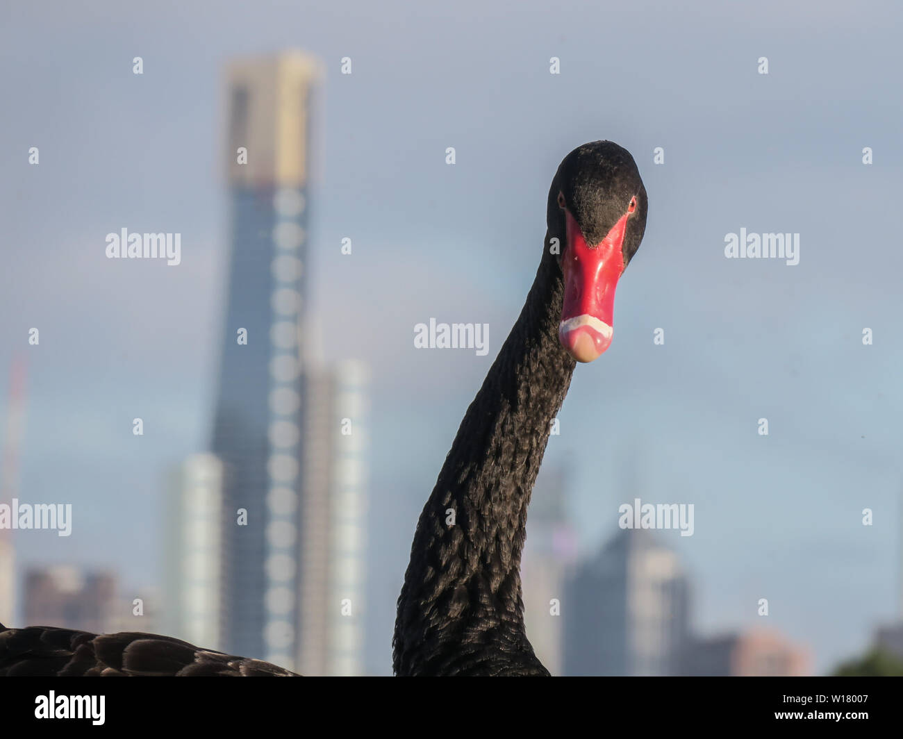 Birds of Melbourne. The long neck of a swan and the Eureka Tower on the Melbourne skyline. Stock Photo