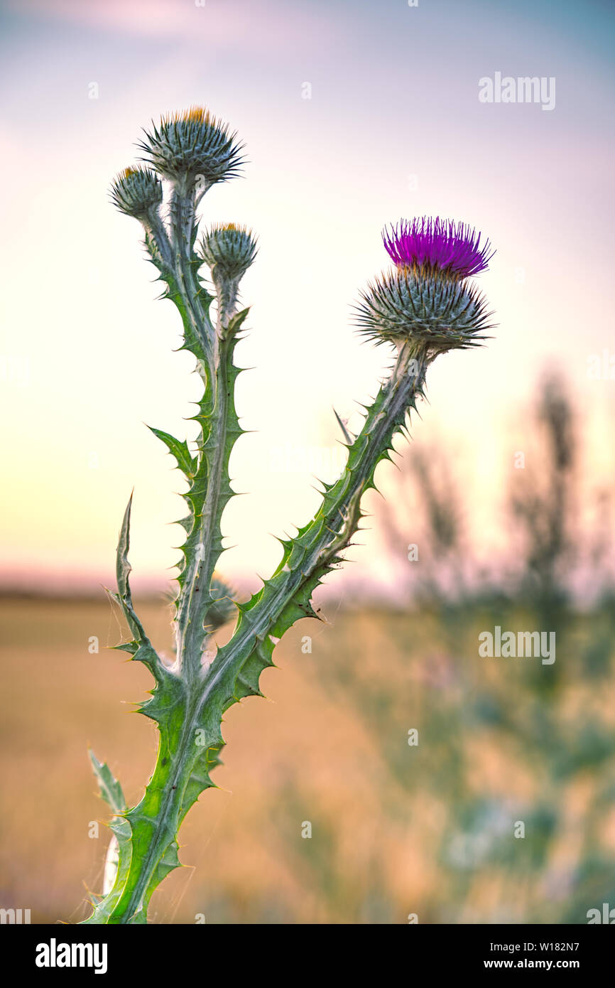 simple donkey thistle on a sunset background Stock Photo