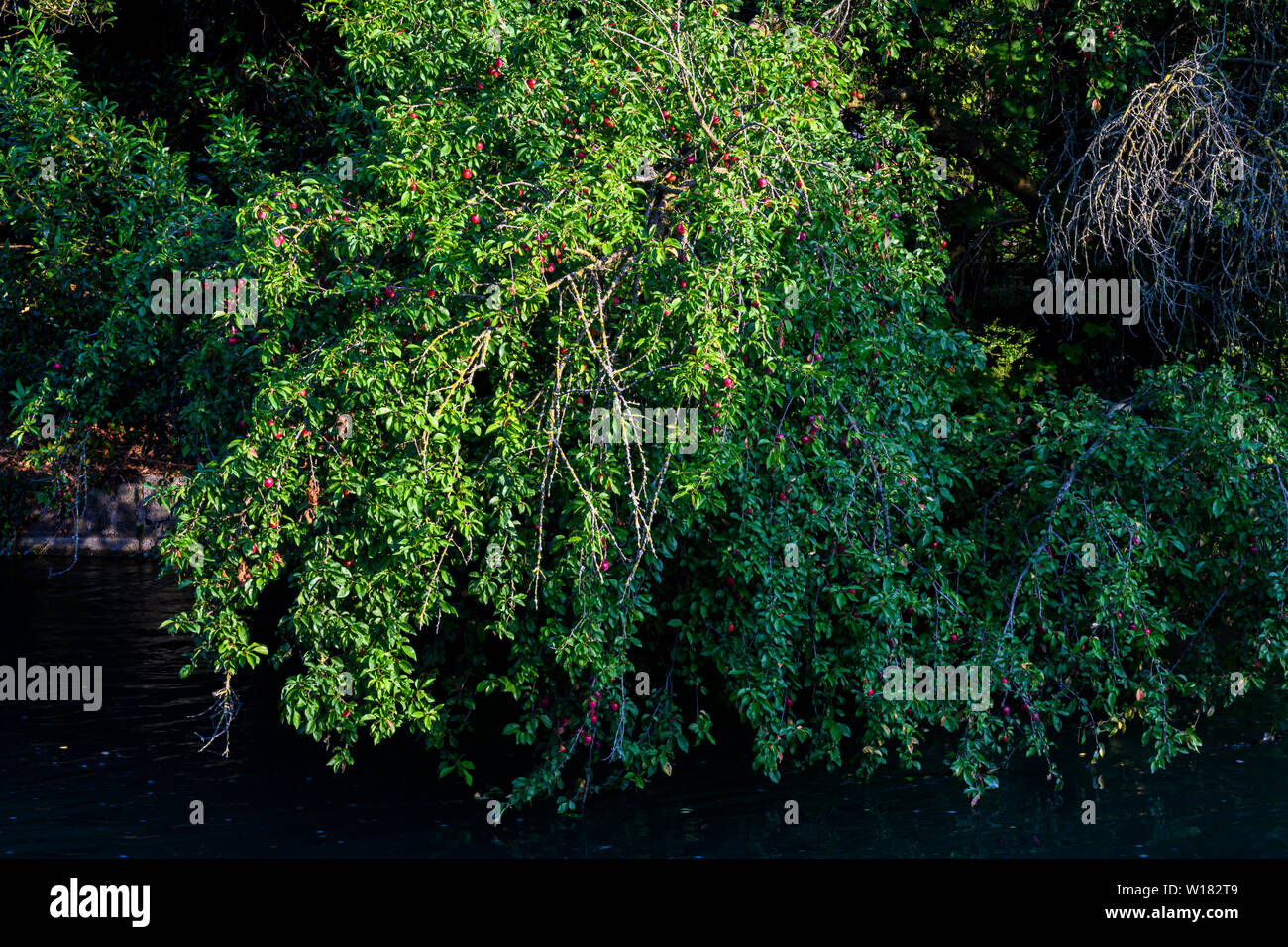 Wild tree of red prunes over the river. Natural park in northern Italy. Stock Photo