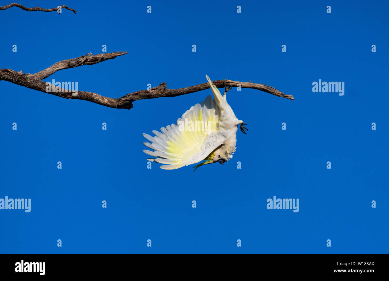 Cockatoo bird hi-res stock photography and images - Alamy