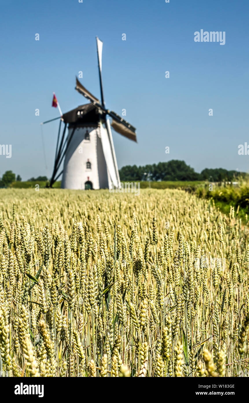 Nieuw- en Sint Joosland, The Netherlands, June 29, 2019: close-up of a wheat field under a blue sky with the village's white corn mill blurred in the Stock Photo