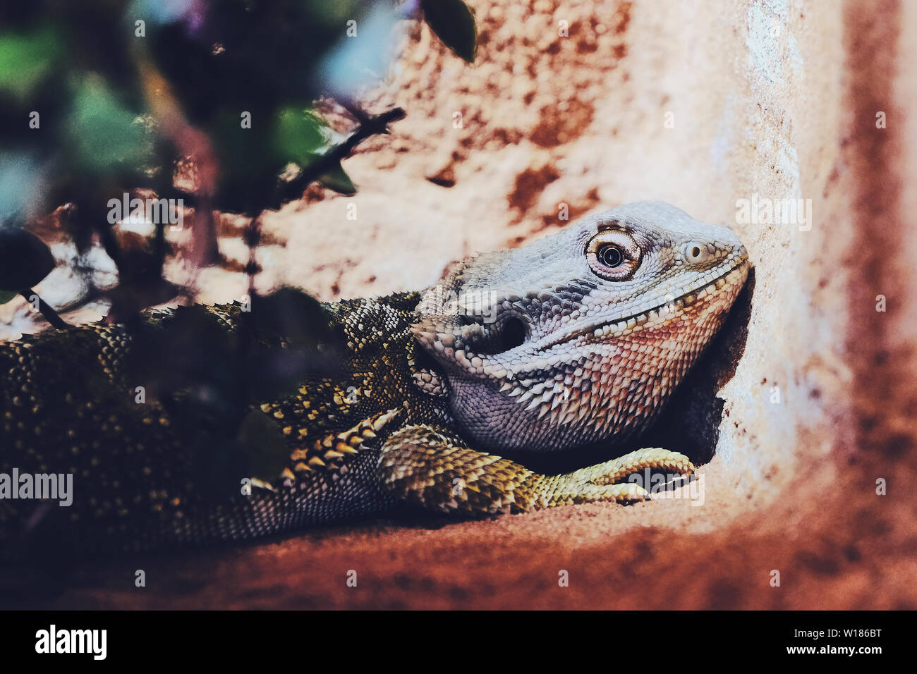 Lying dragon hires stock photography and images Alamy