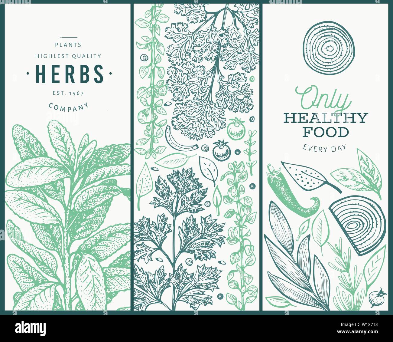 Set of tree culinary herbs banner templates. Hand drawn vintage botanical illustration. Engraved