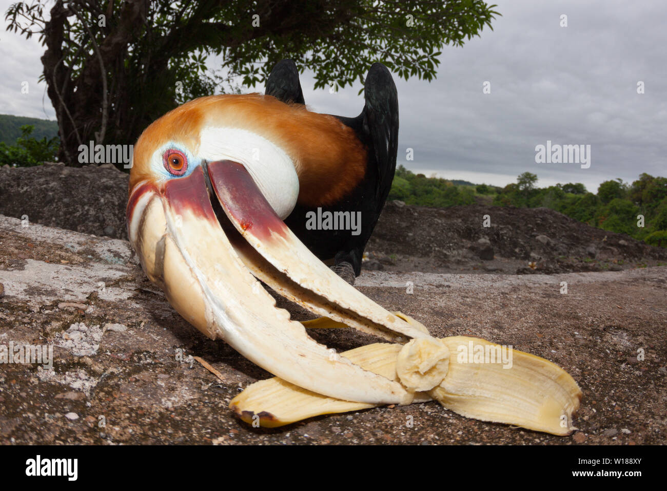 Papuan Hornbill, Rhyticeros plicatus, Tufi, Oro Province, Papua New Guinea Stock Photo