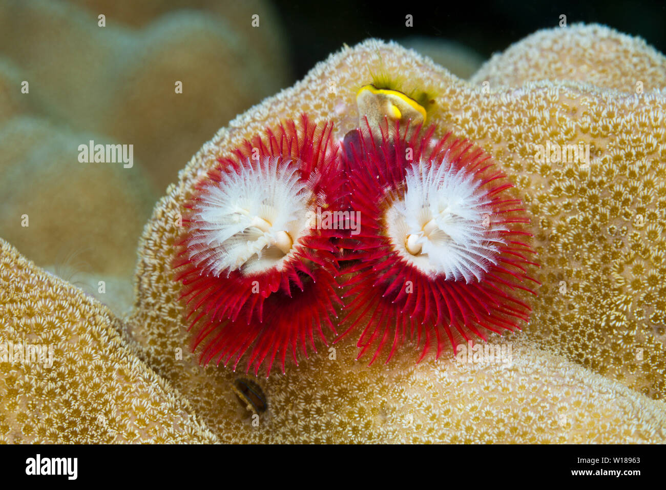 Red Christmas-Tree-Worm, Spirobranchus giganteus, Tufi, Solomon Sea, Papua New Guinea Stock Photo