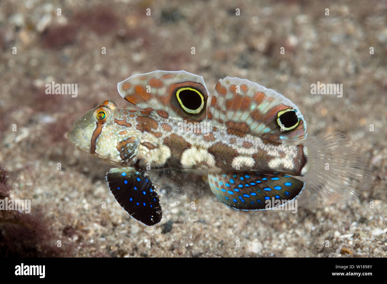 Crab-eye Goby, Signigobius biocellatus, Tufi, Solomon Sea, Papua New Guinea Stock Photo
