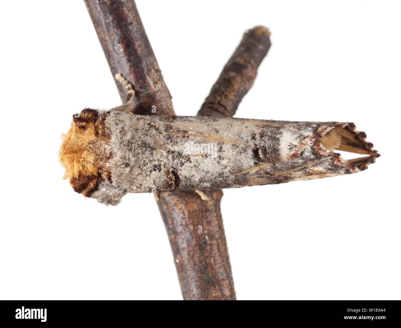 Buff-tip moth on twig isolated on white background. Phalera bucephala. Overhead view. Stock Photo