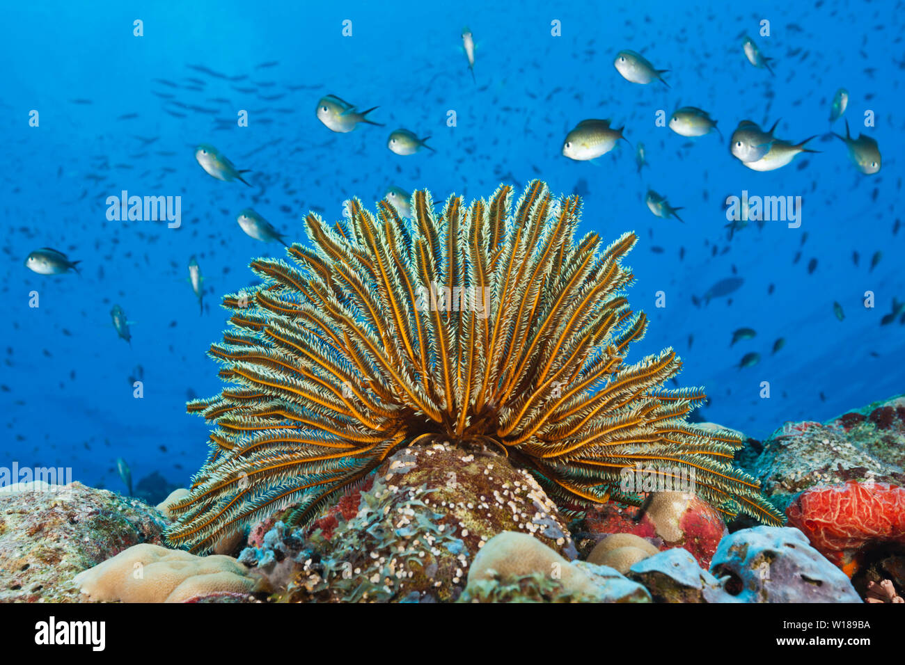Crinoids in Coral Reef, Comaster schlegeli, Tufi, Solomon Sea, Papua New Guinea Stock Photo