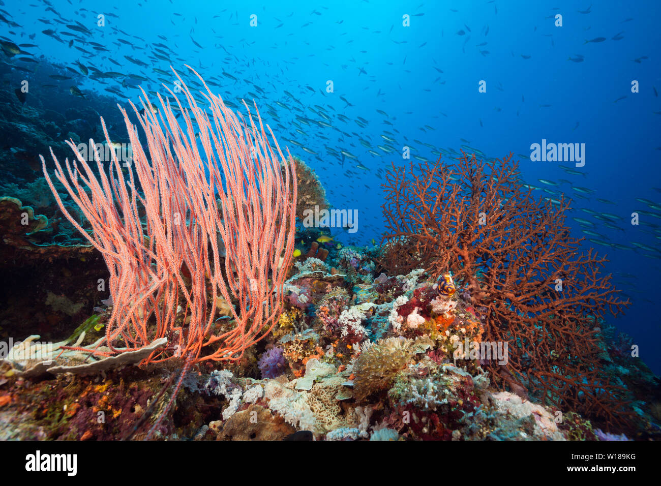 Species-rich Coral Reef, Tufi, Solomon Sea, Papua New Guinea Stock Photo