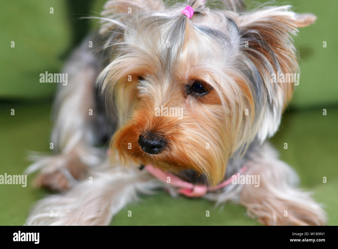 Puppy of the Yorkshire Terrier, the dog is lying on a green sofa, a large puppy portrait, vertical format, a puppy of 8 months. Pink harness, wool ban Stock Photo