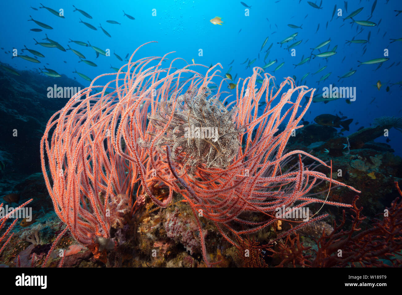 Whip Coral in Coral Reef, Ellisella ceratophyta, Tufi, Solomon Sea, Papua New Guinea Stock Photo