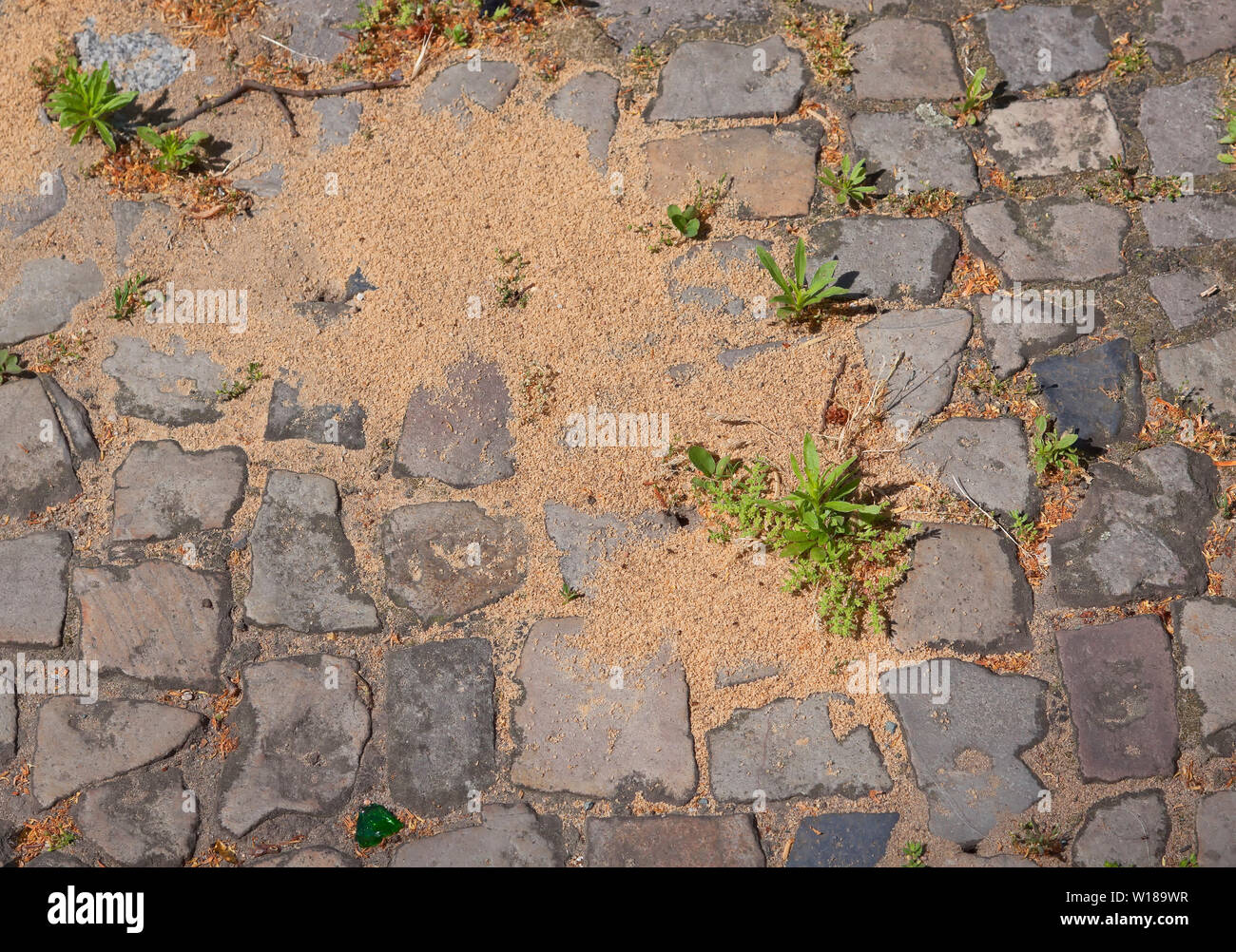 Ant nest on a walkway in Berlin Stock Photo