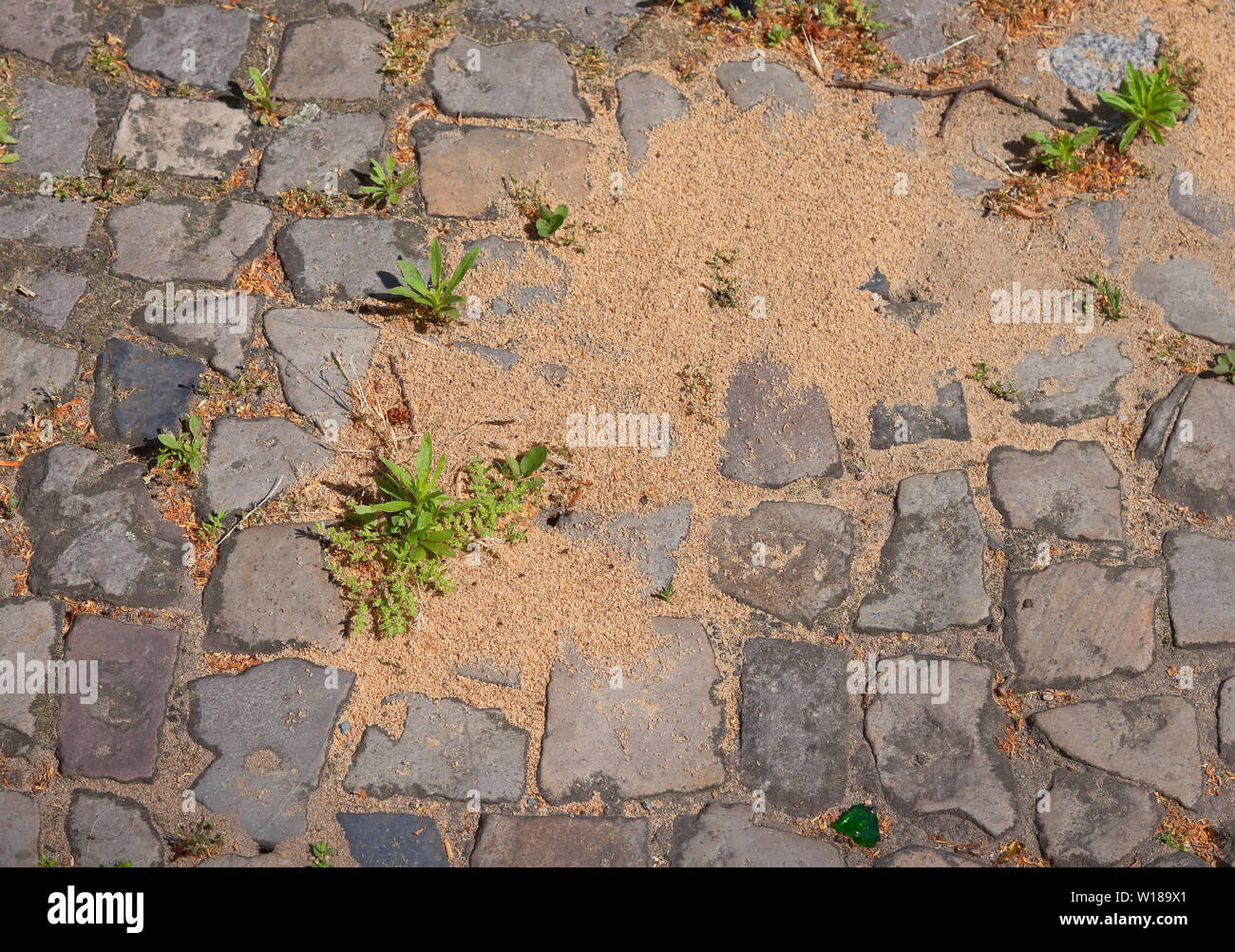 Ant nest on a walkway in Berlin Stock Photo