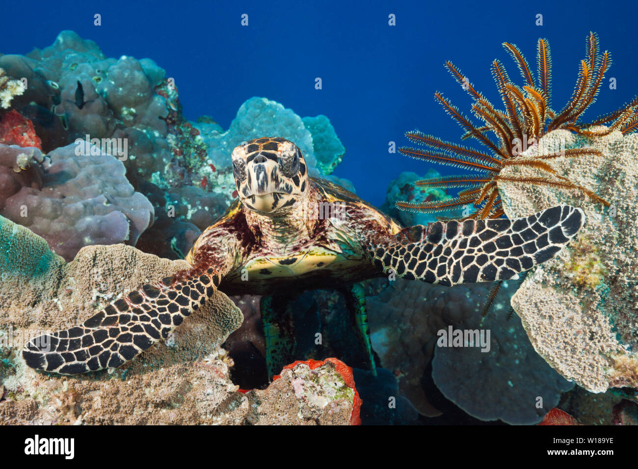 Papua New Guinea Puletasi - Sea Turtle With Blooming Hibiscus Flowers Turquoise main image 1