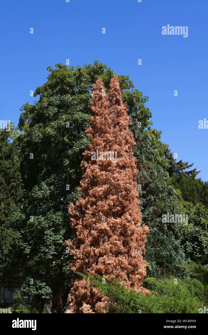Dried Up Conifers Stock Photo Alamy