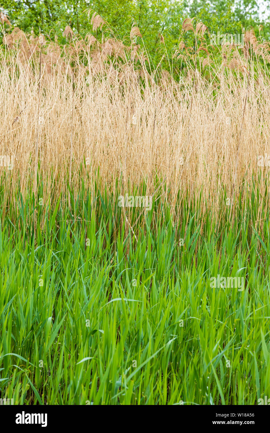Old reeds and new reeds in Maytime at Slimbridge, Gloucestershire UK