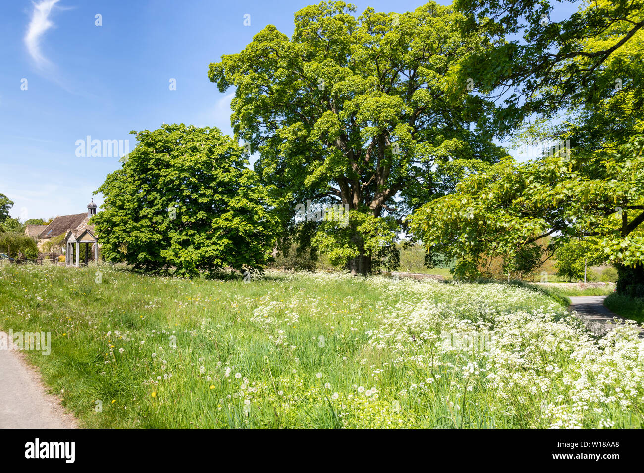 Maytime in the Cotswolds - The village green in the Cotswold village of Farmington, Gloucestershire UK with its old sycamore tree and 1874 pumphouse Stock Photo