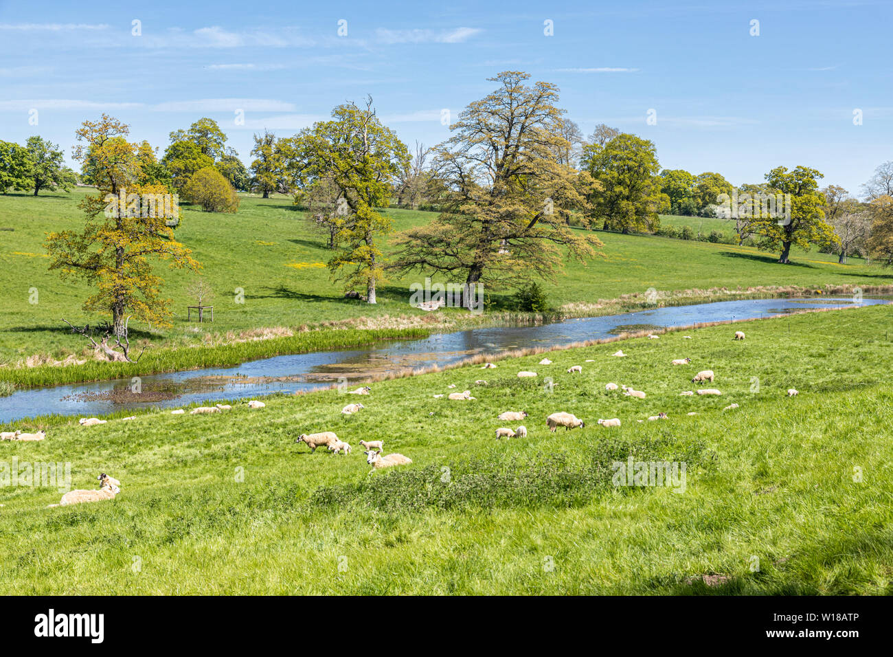 Sheep and lambs grazing the water meadows beside the Sherborne Brook near the Cotswold village of Sherborne, Gloucestershire UK Stock Photo