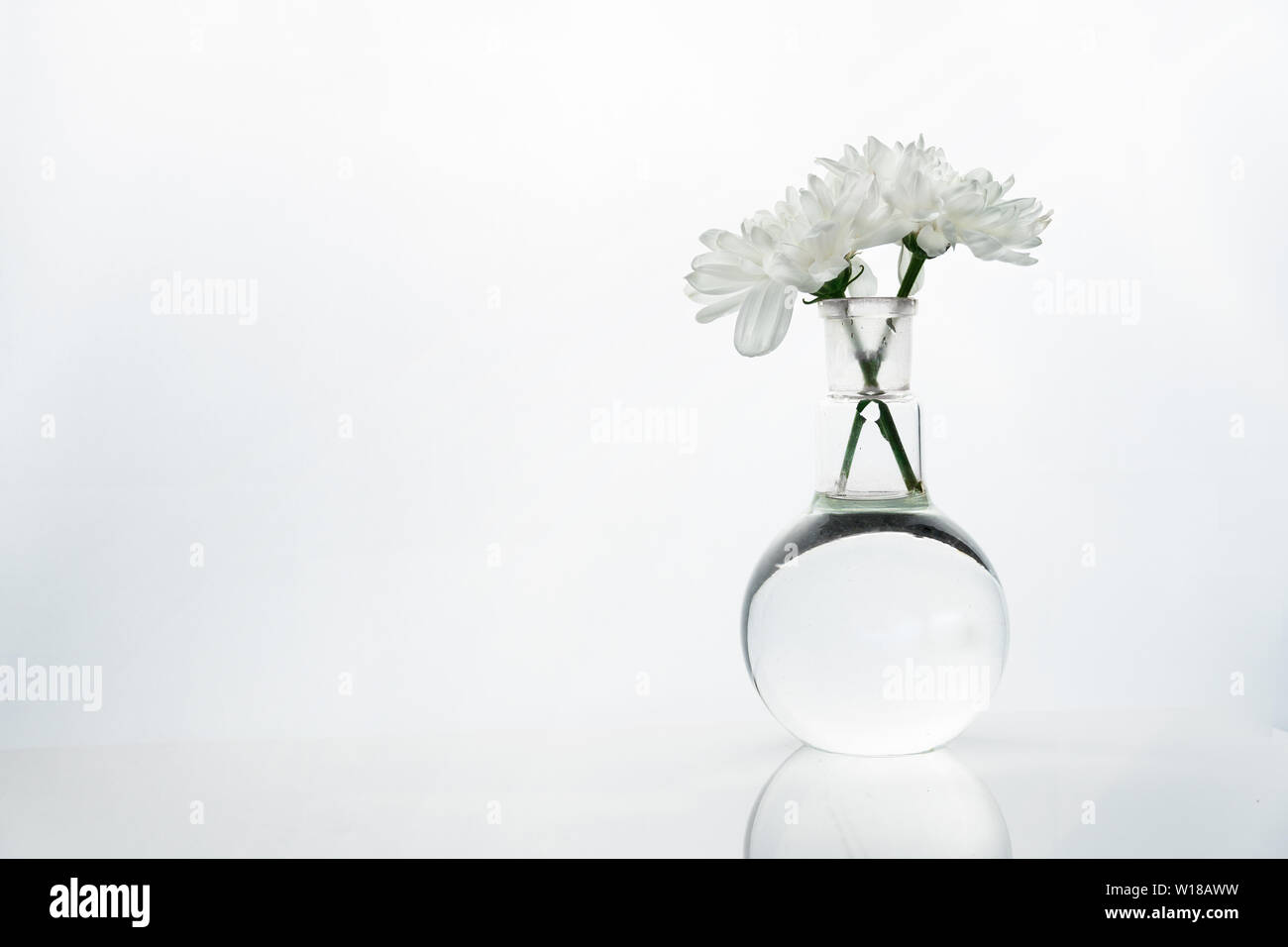 Spring White Flower In Glass Round Natural Medical Science