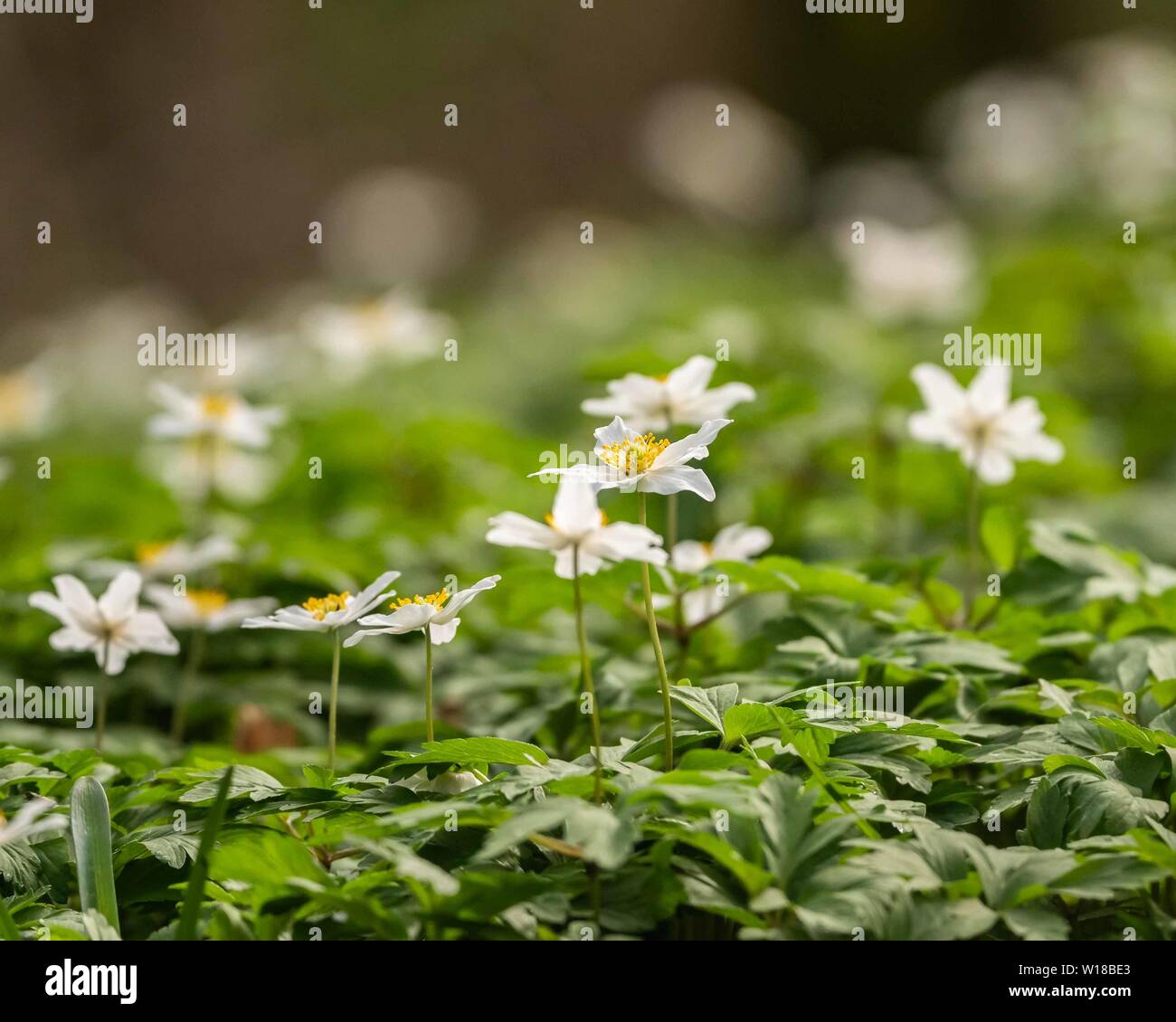 Wood Anemone (Anemone nemorosa) in local semi-natural ancient woodland, UK Stock Photo