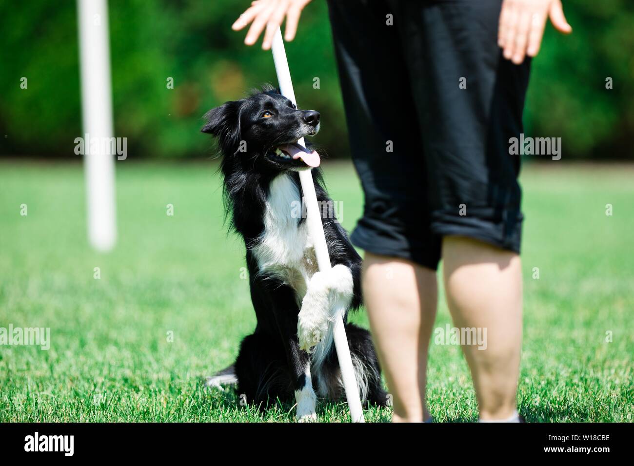 obedience trained border collies for sale