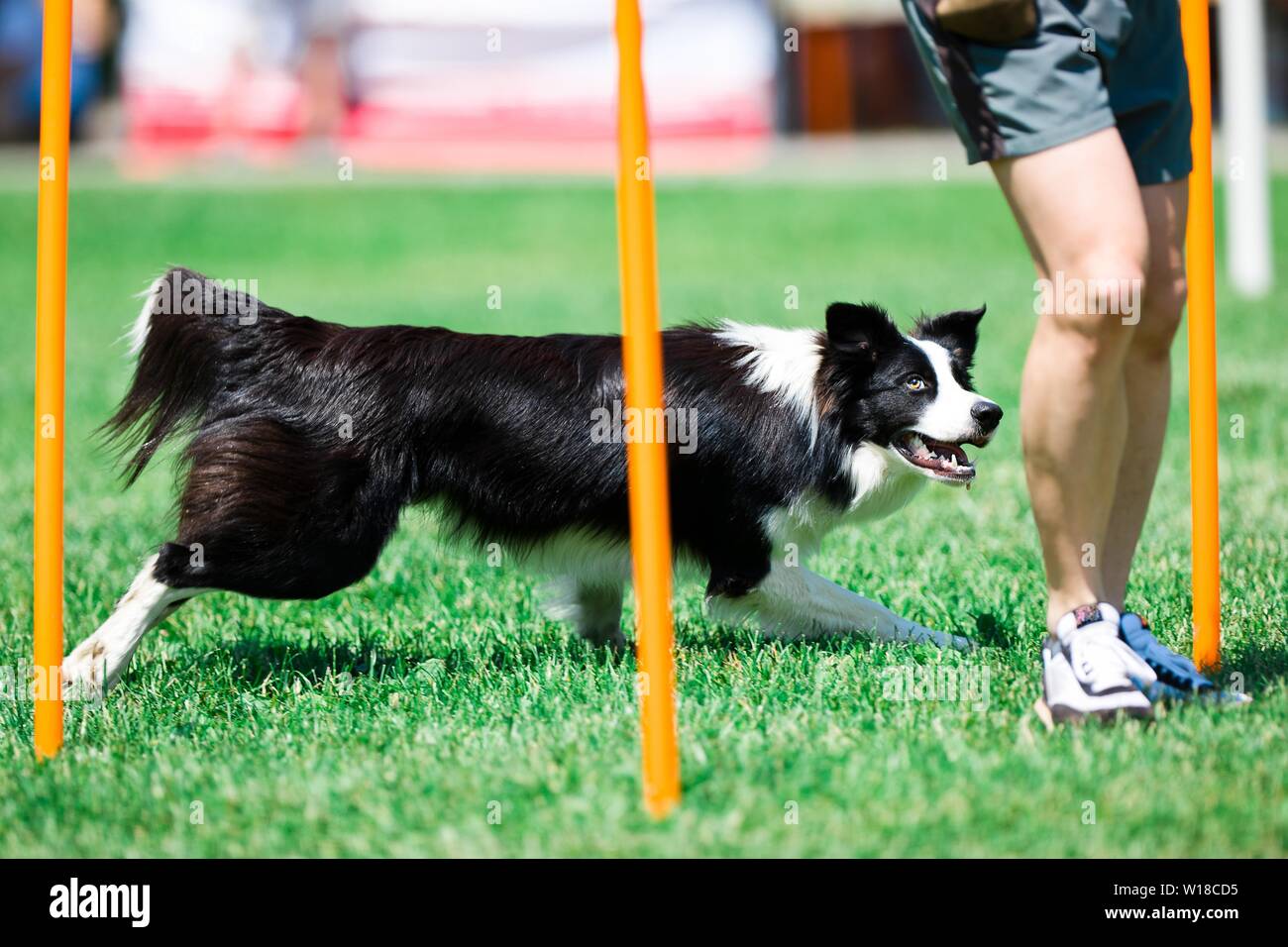 Border collie running during obedience training Stock Photo Alamy