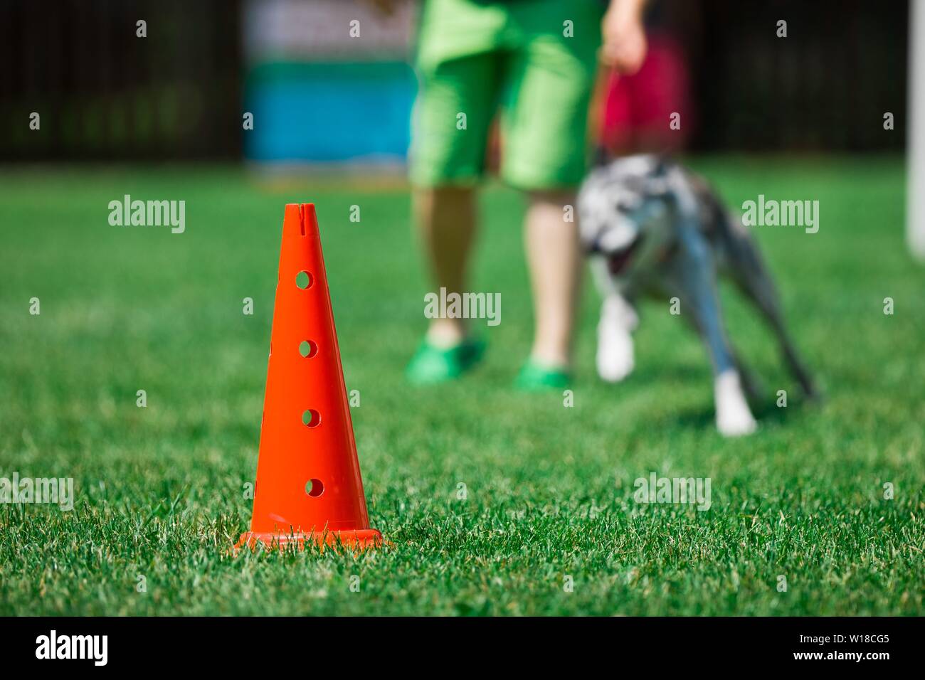 dog training cones