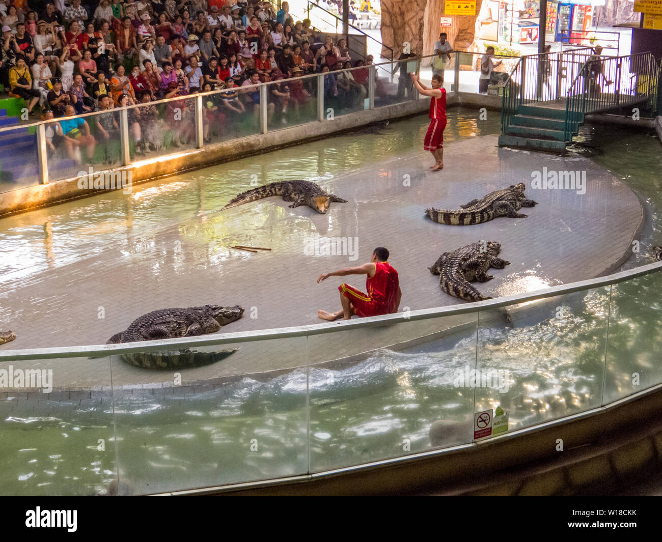 Crocodile Show in Sriracha Tiger Zoo, Pattaya, Thailand Stock Photo