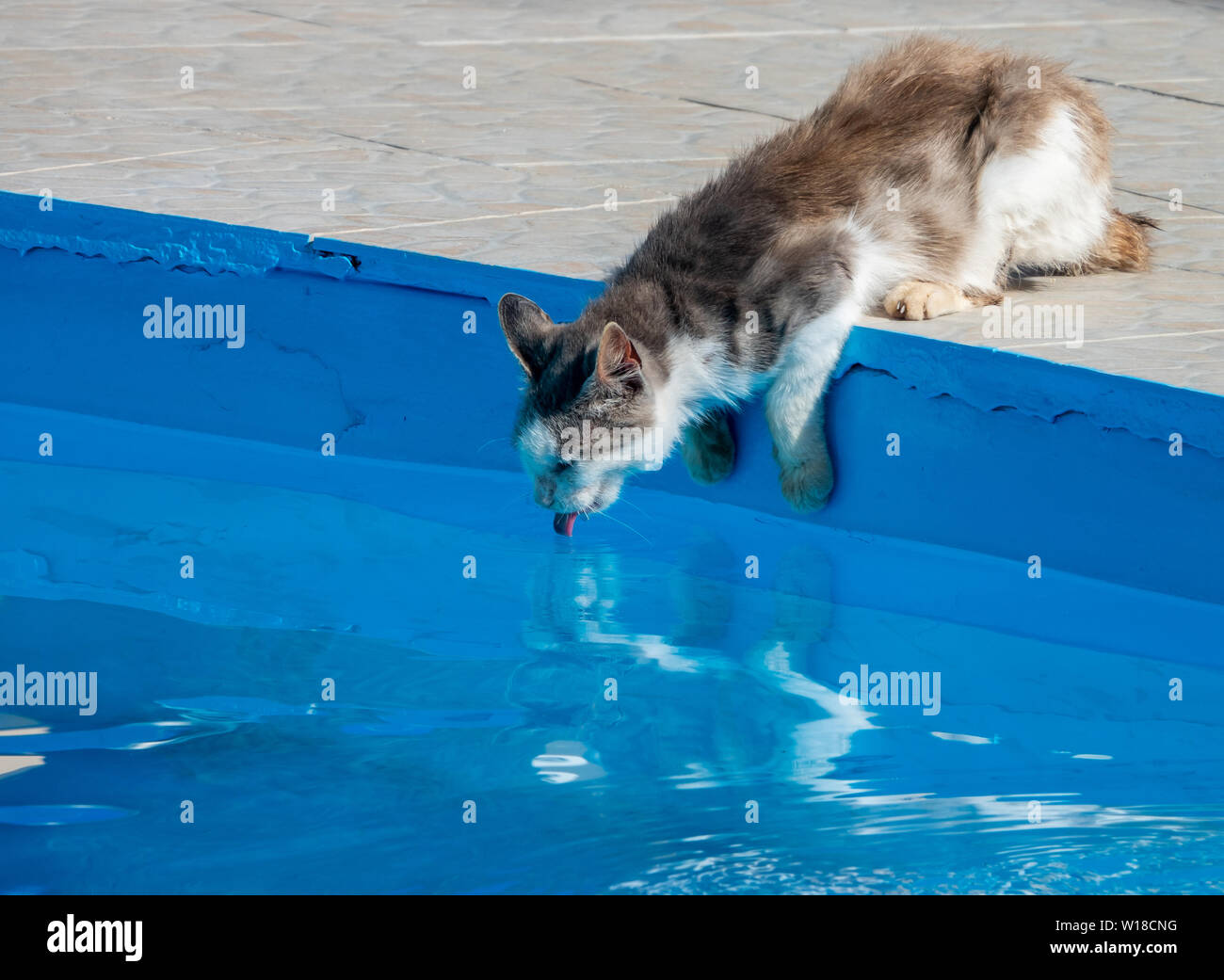 Cat drinking swimming pool water in the hot temperatures of Corfu Stock Photo Alamy