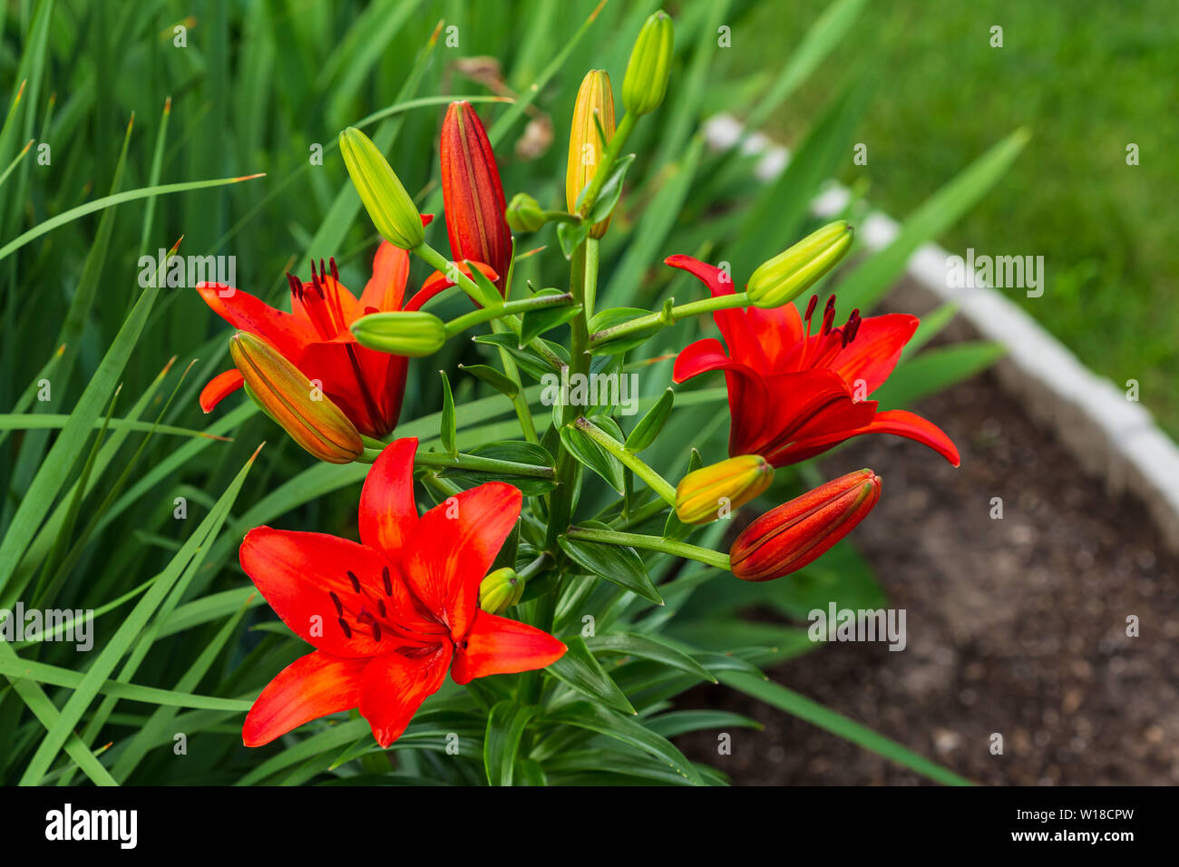 a cluster of red lilies some open and some not Stock Photo Alamy