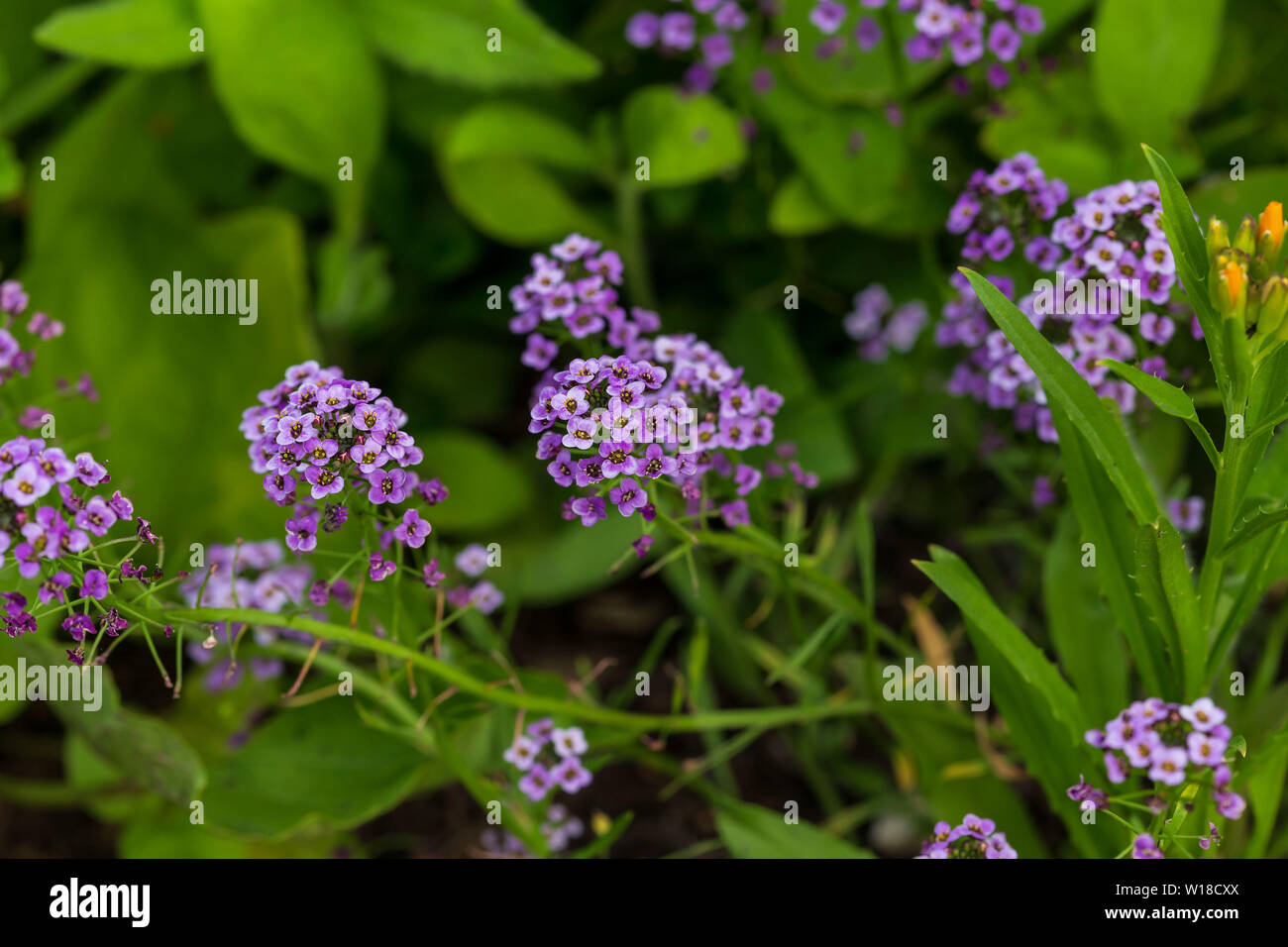 a group of small white and purple flowers in the wildflower garden Stock Photo