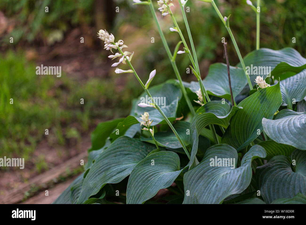 several hosta plant blooming with small white flowers Stock Photo