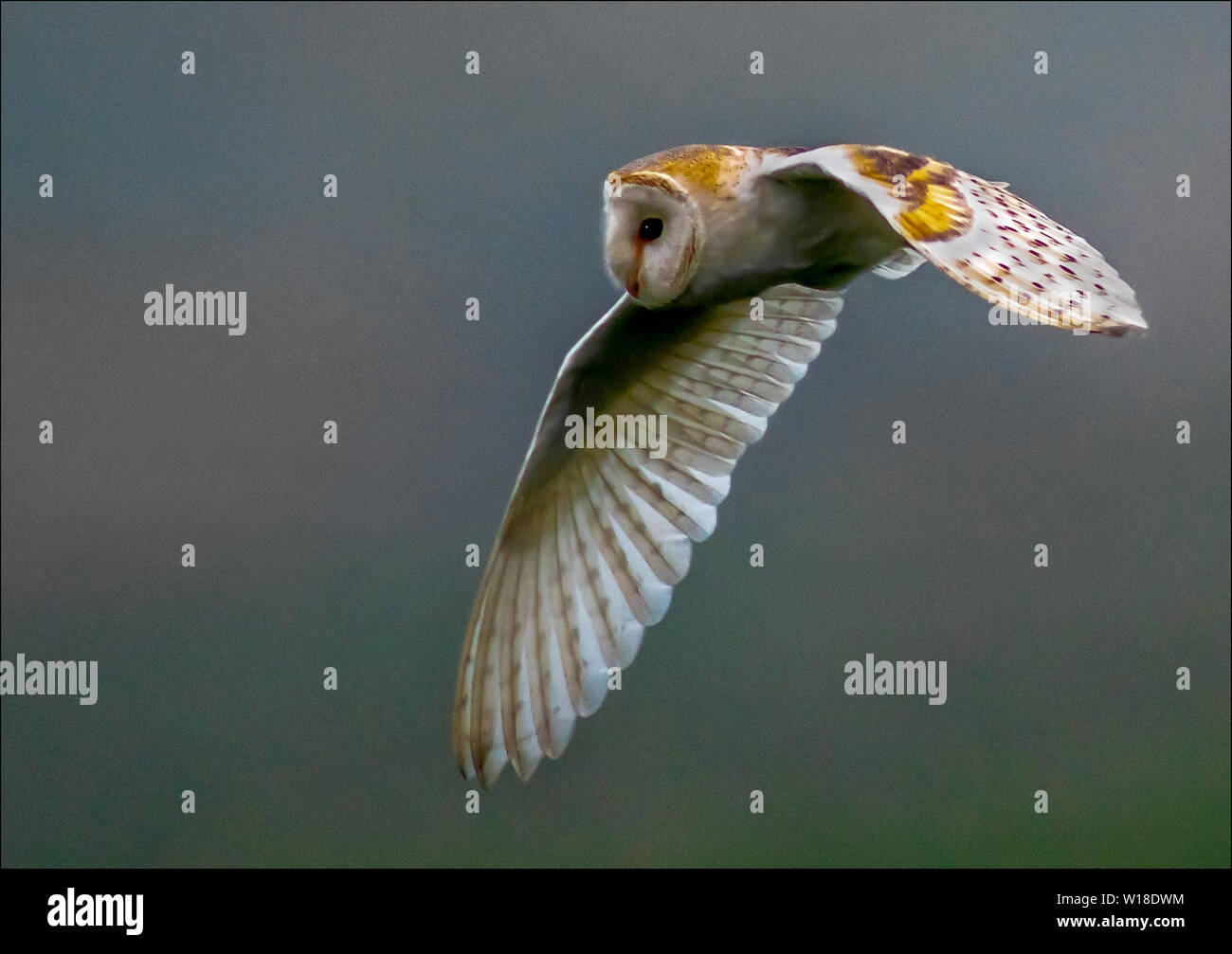 Barn Owl In Flight Searching For Food Stock Photo 258956704 Alamy