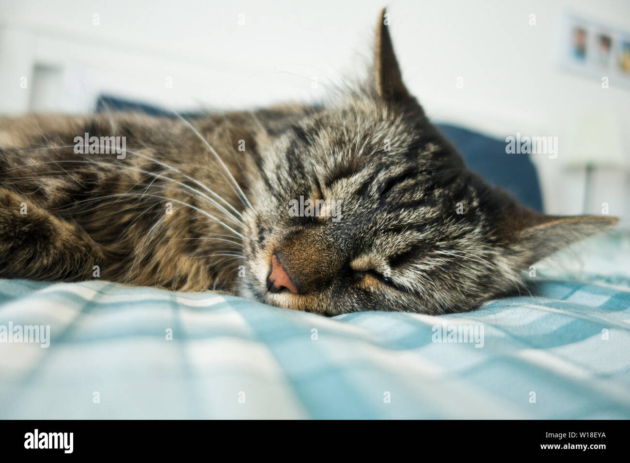 cat sleeping on the bed Stock Photo Alamy