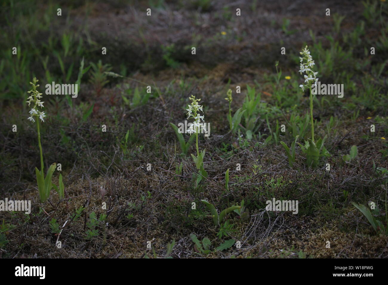 Lesser Butterfly-orchid (Platanthera bifolia) flowering at Bargerveen, Netherlands Stock Photo