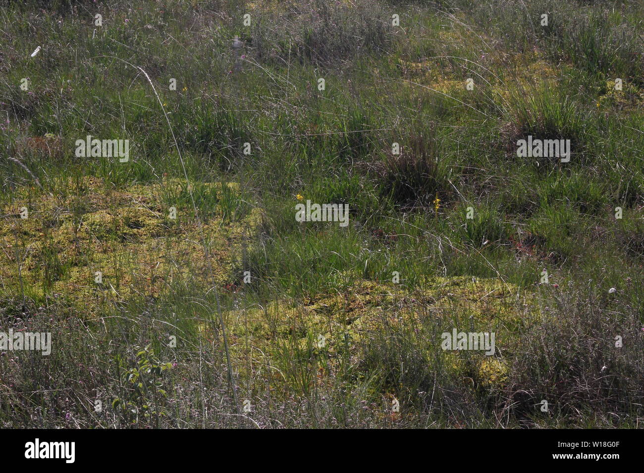 Living bog vegetation at the ombrogenous Bog remnant 'Meerkolk' near Twist, Bourtanger Moor, Germany Stock Photo