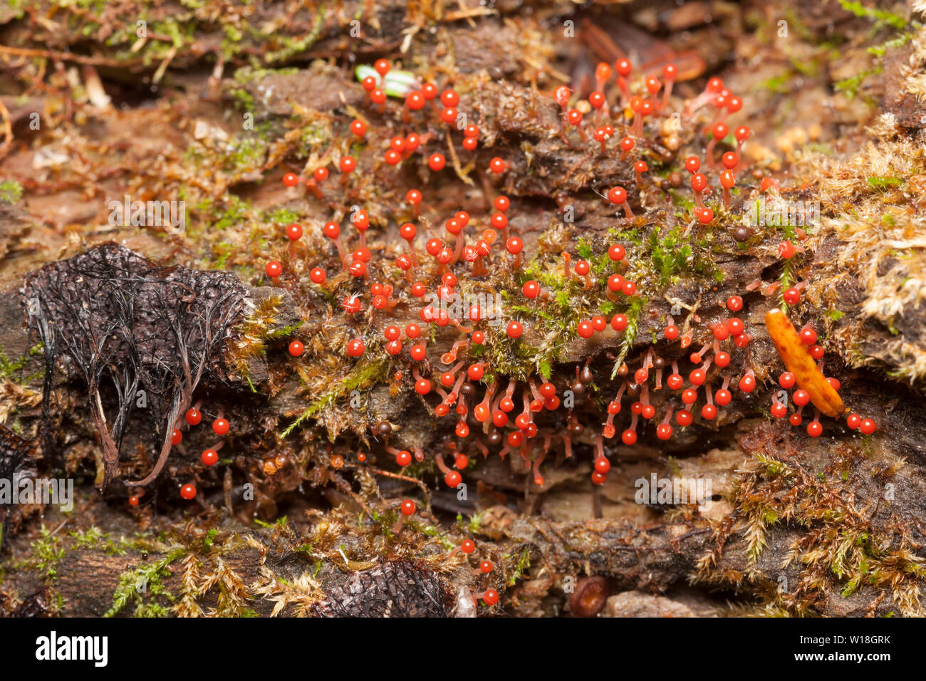 Slime Mold (Trichia decipiens) fruiting bodies grow on a rotting tree. Stock Photo