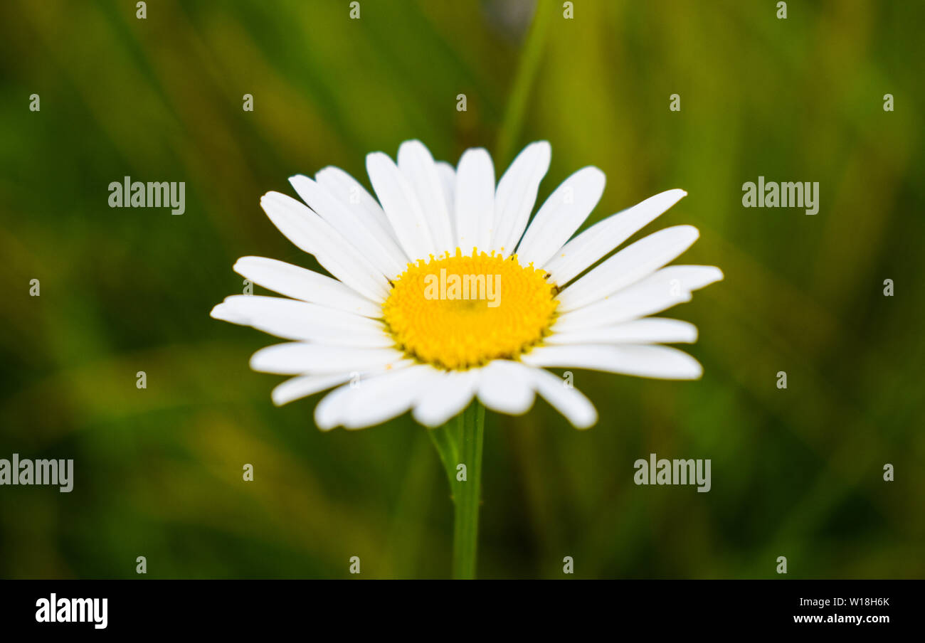 Close-up view of delicate daisy. Macro styled stock photo with white single daisy in the green field at summer Stock Photo