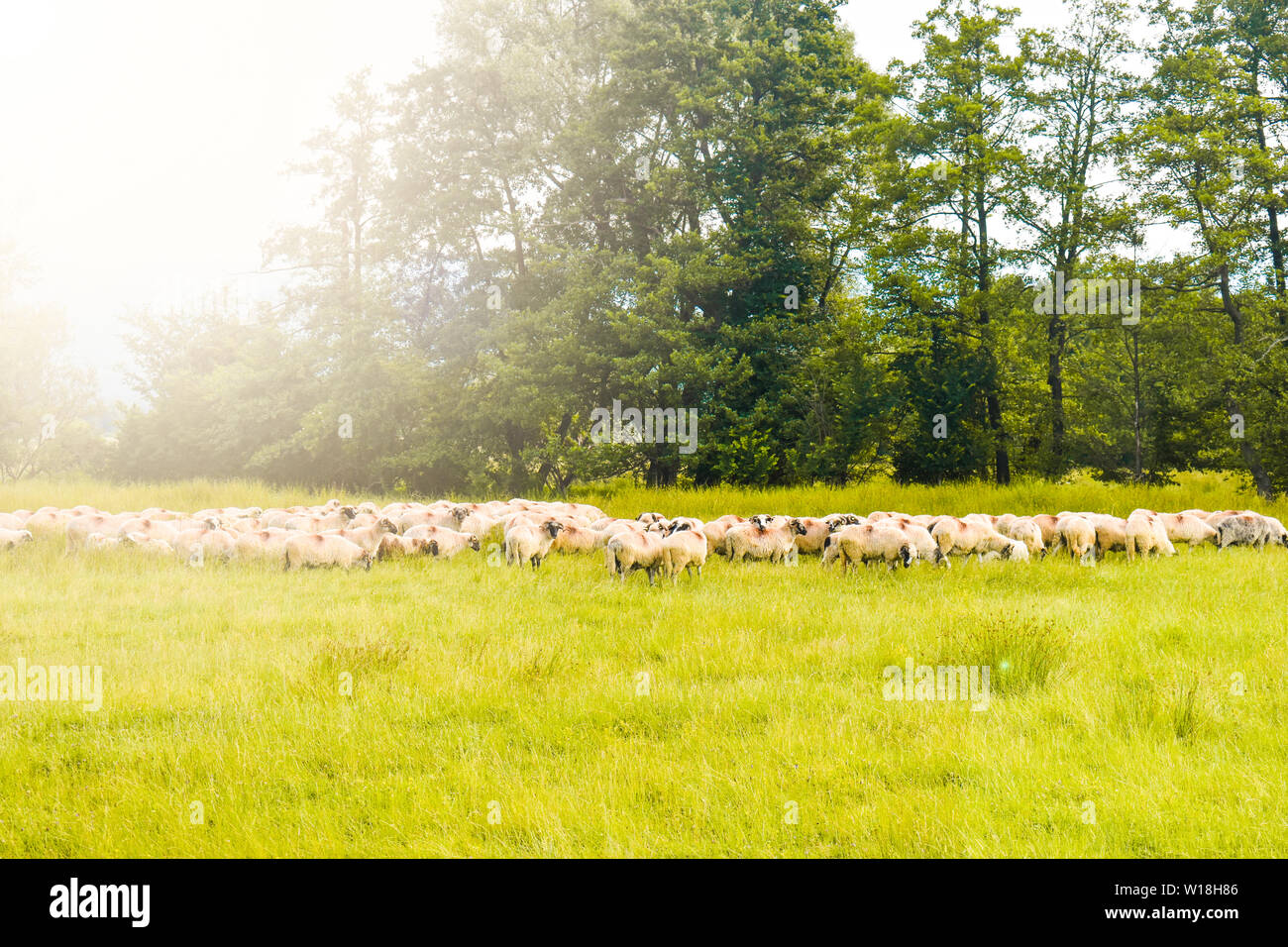 Herd of sheeps grazing on the green field. Styled stock photo with the ...