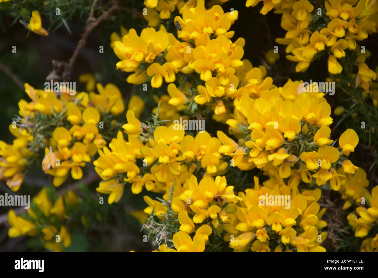 Golden yellow evergreen gorse bush flowering on a spring day Stock