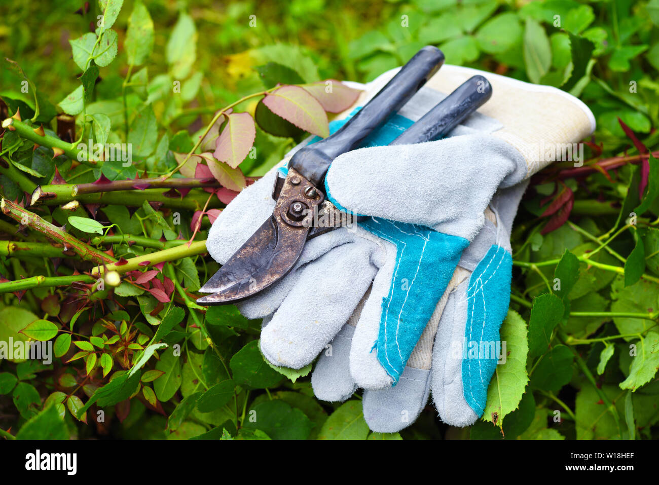 Garden gloves with secateurs for working in the garden Stock Photo